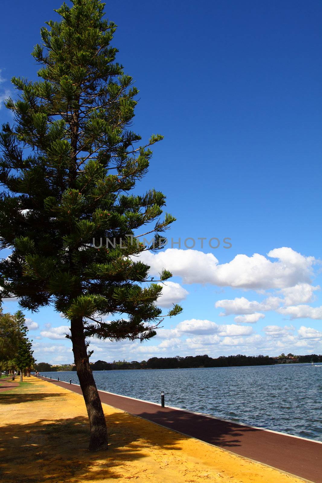 Araucaria tree in Perth, Australia 