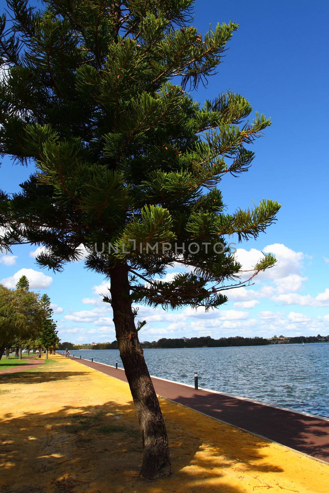 Araucaria tree in Perth, Australia 