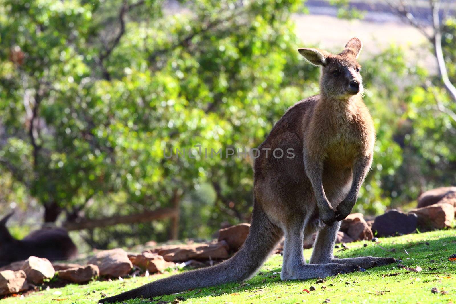 Kangaroo in Australia  by mariusz_prusaczyk