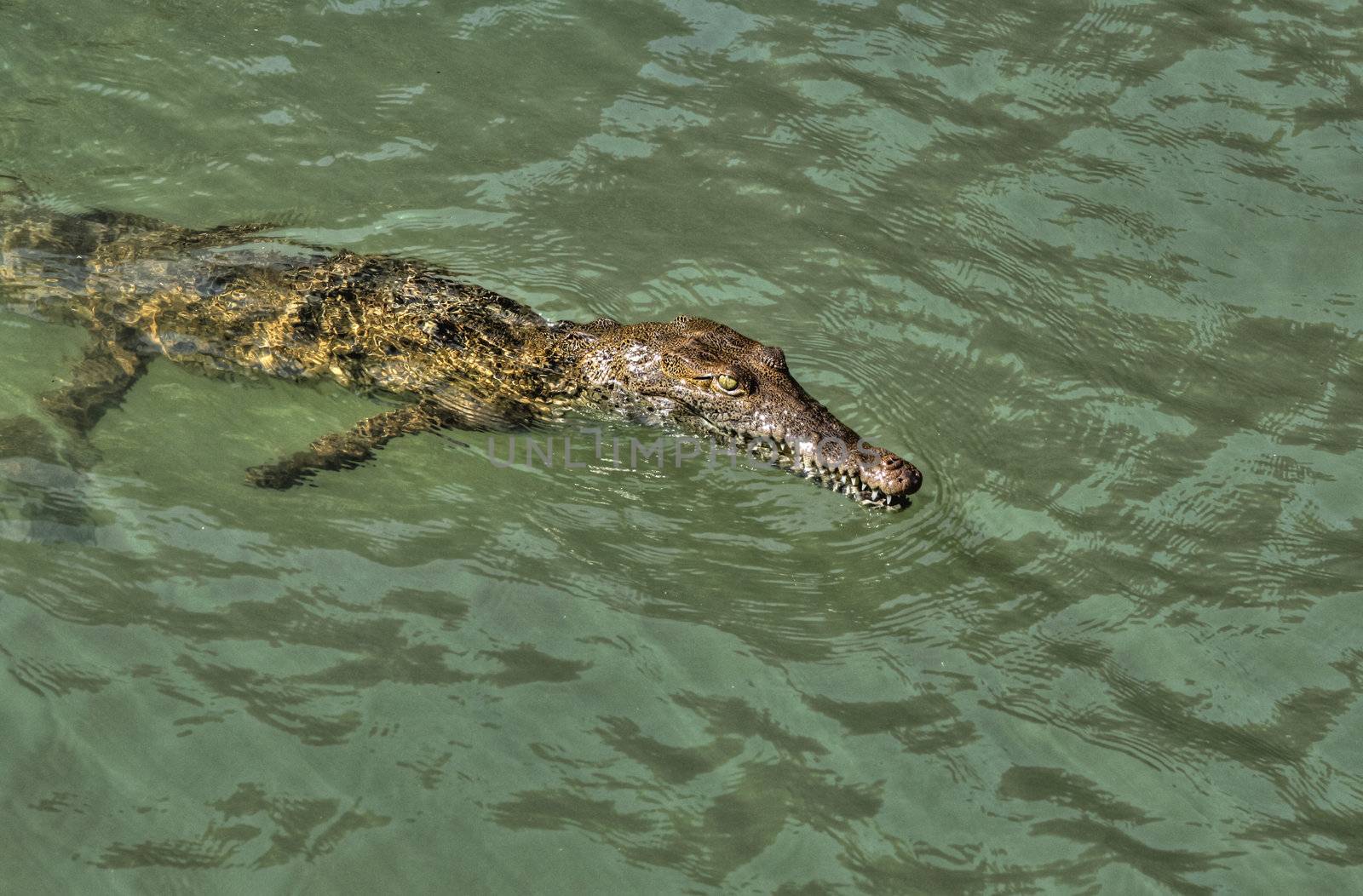 Jamaican river crocodile taking an easy swim