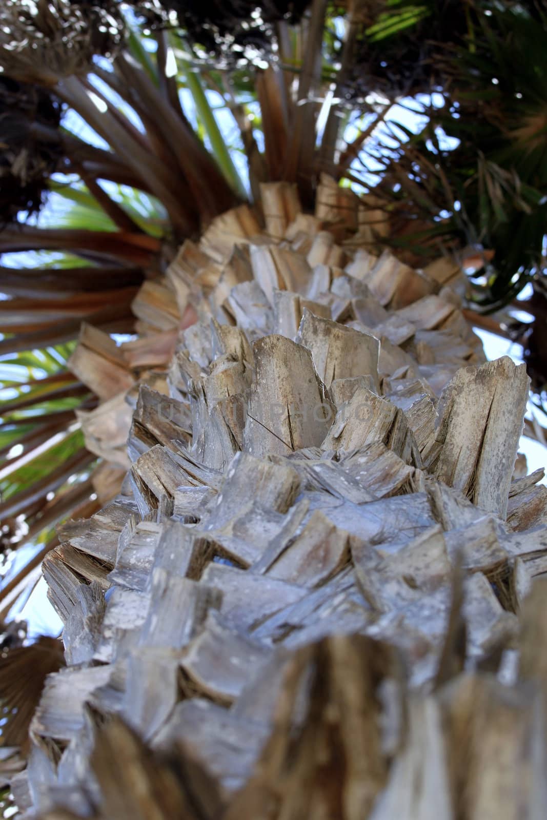 Palm Tree by hlehnerer