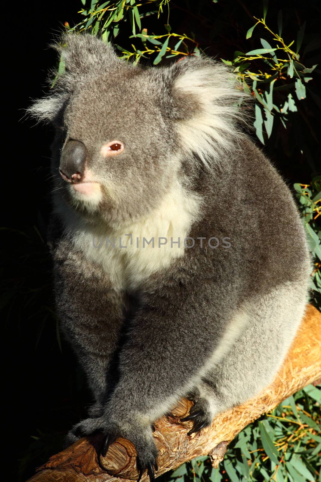 Koala in Australia