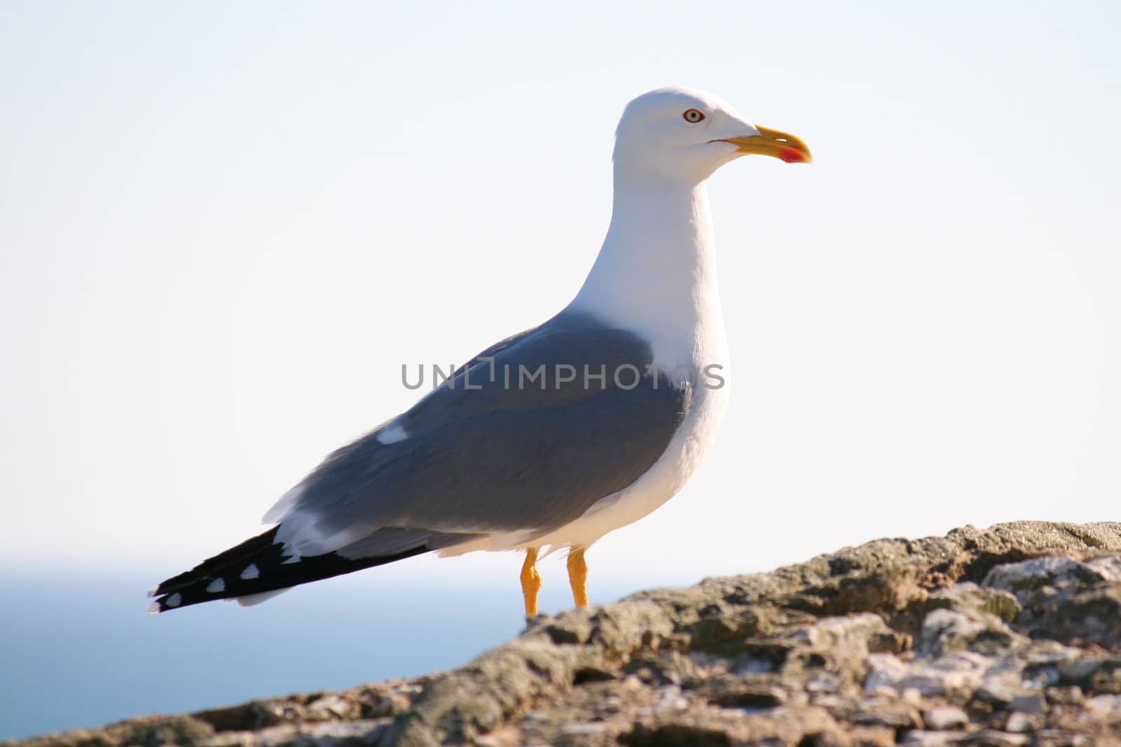 seagull by nataliamylova