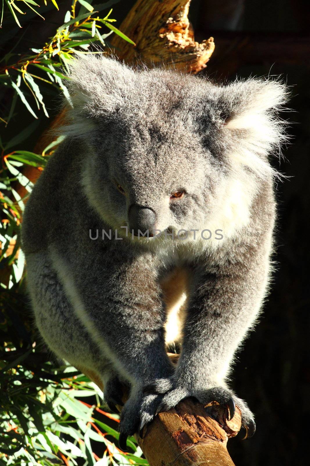 Koala in Australia