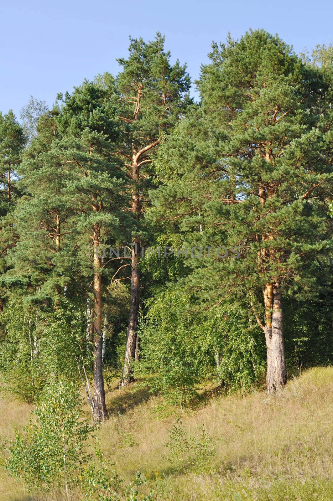 Pine trees on the hill, sunny summer day