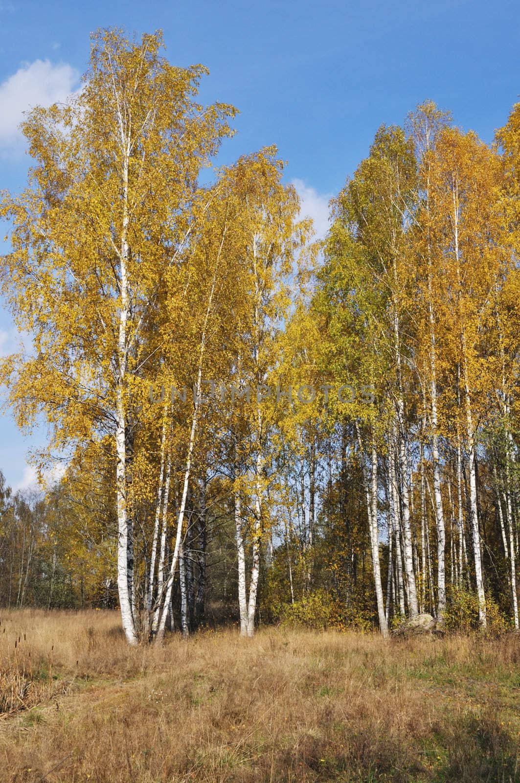 Yellow birch trees on sunny autumn day