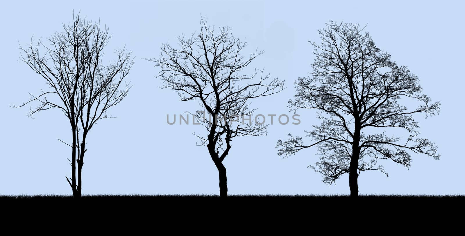 silhouette of a dead tree isolated on blue
