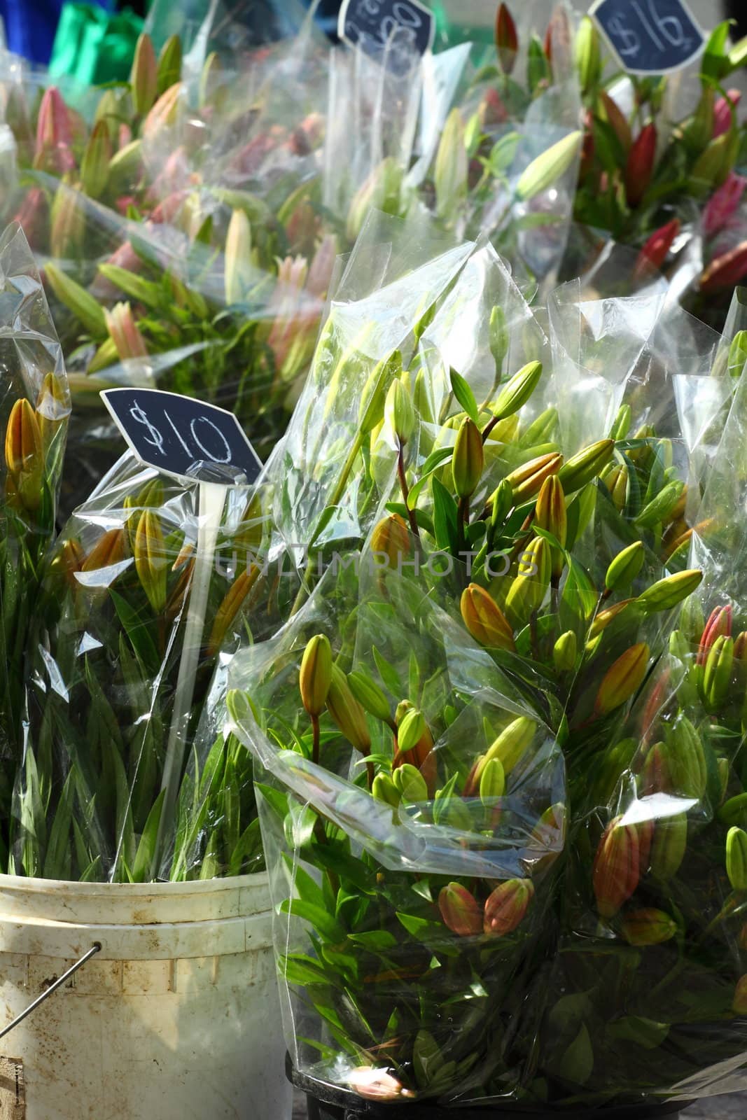 Fresh flowers on Salamanca Market , Tasmania, Australia. 