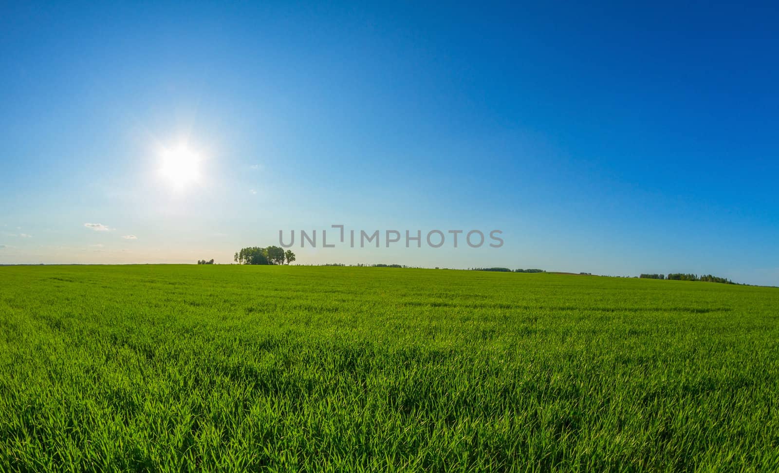 spring landscape and sun
