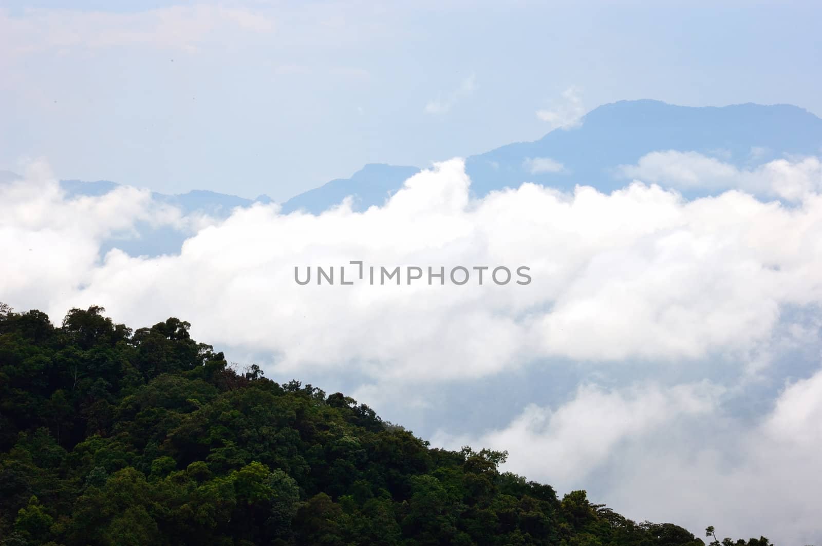 Mist on the mountains in rainforest. by ngungfoto