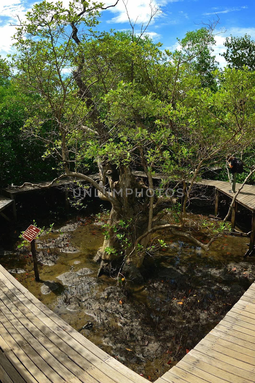 The Mangrove nature education center in Chanthaburi, Thailand.