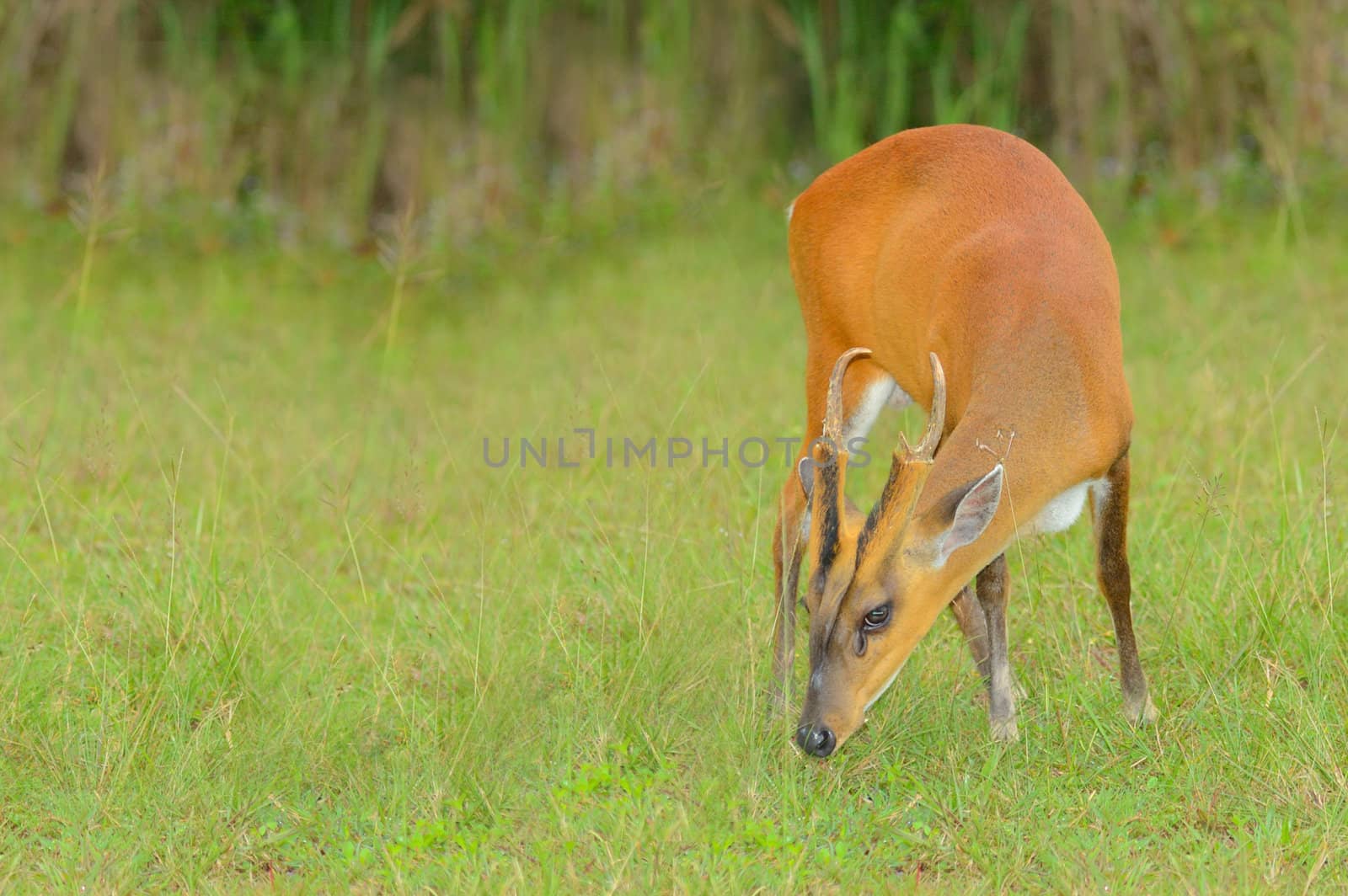 The little deer nibble grass in national park, Thailand.