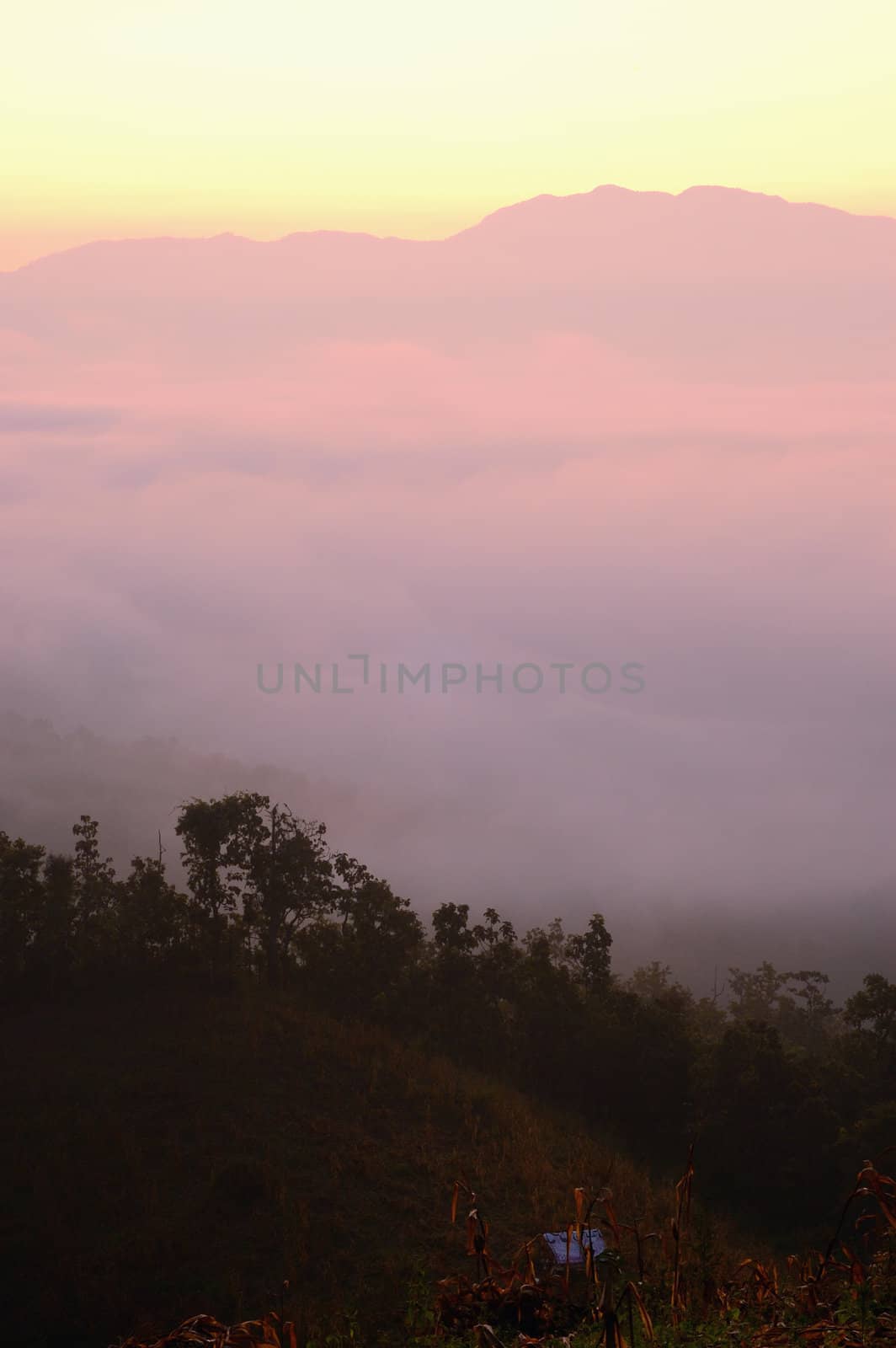 The nature of light and morning mist , north of Thailand.
