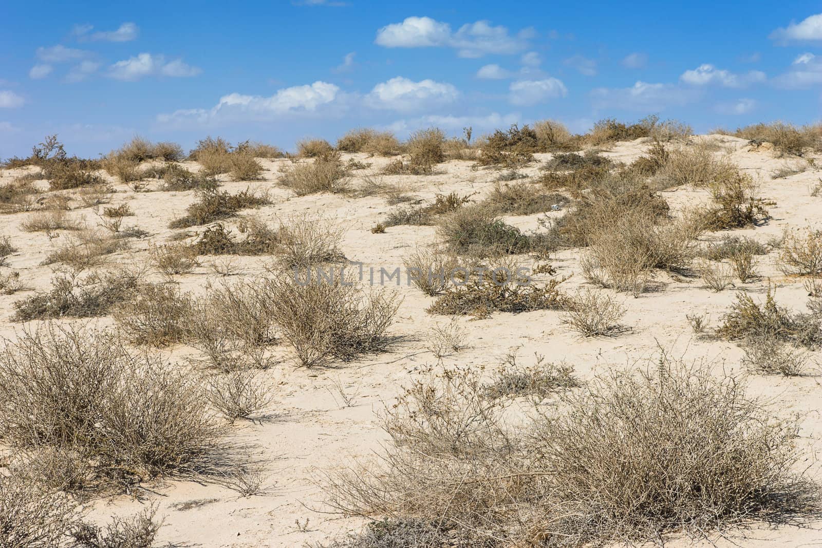Arabian desert in the scorching midday by oleg_zhukov