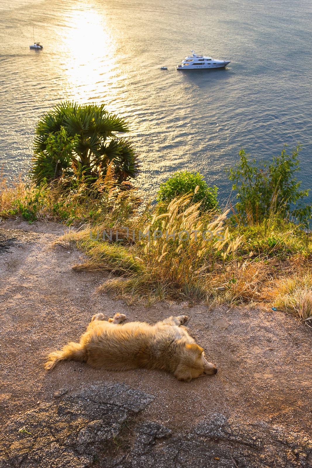 sunset on the island of Phuket. Dog sleeps on the beach at sunset