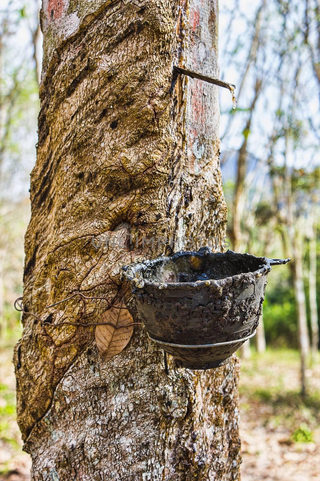 Cup on the trunk of the Brazilian rubber trees for latex product by oleg_zhukov