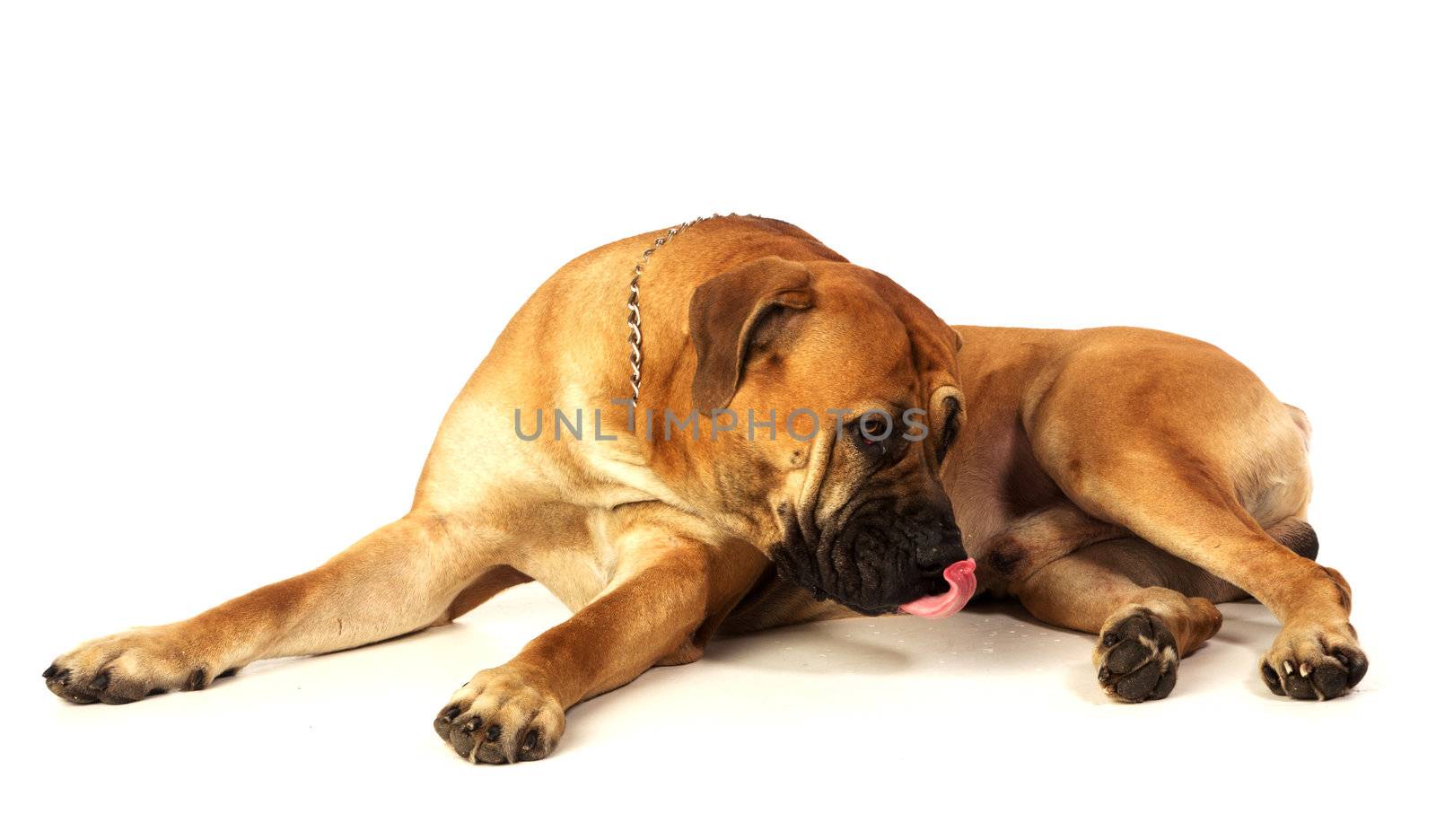 Rare breed South African boerboel posing in studio