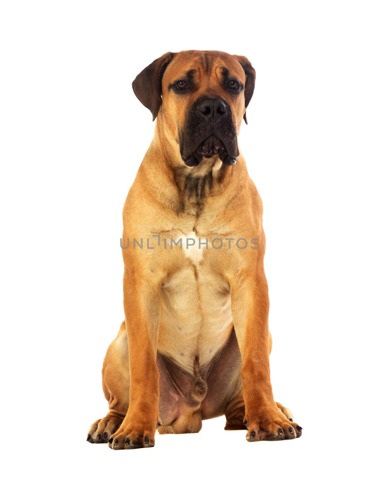 Rare breed South African boerboel posing in studio. Isolated on white