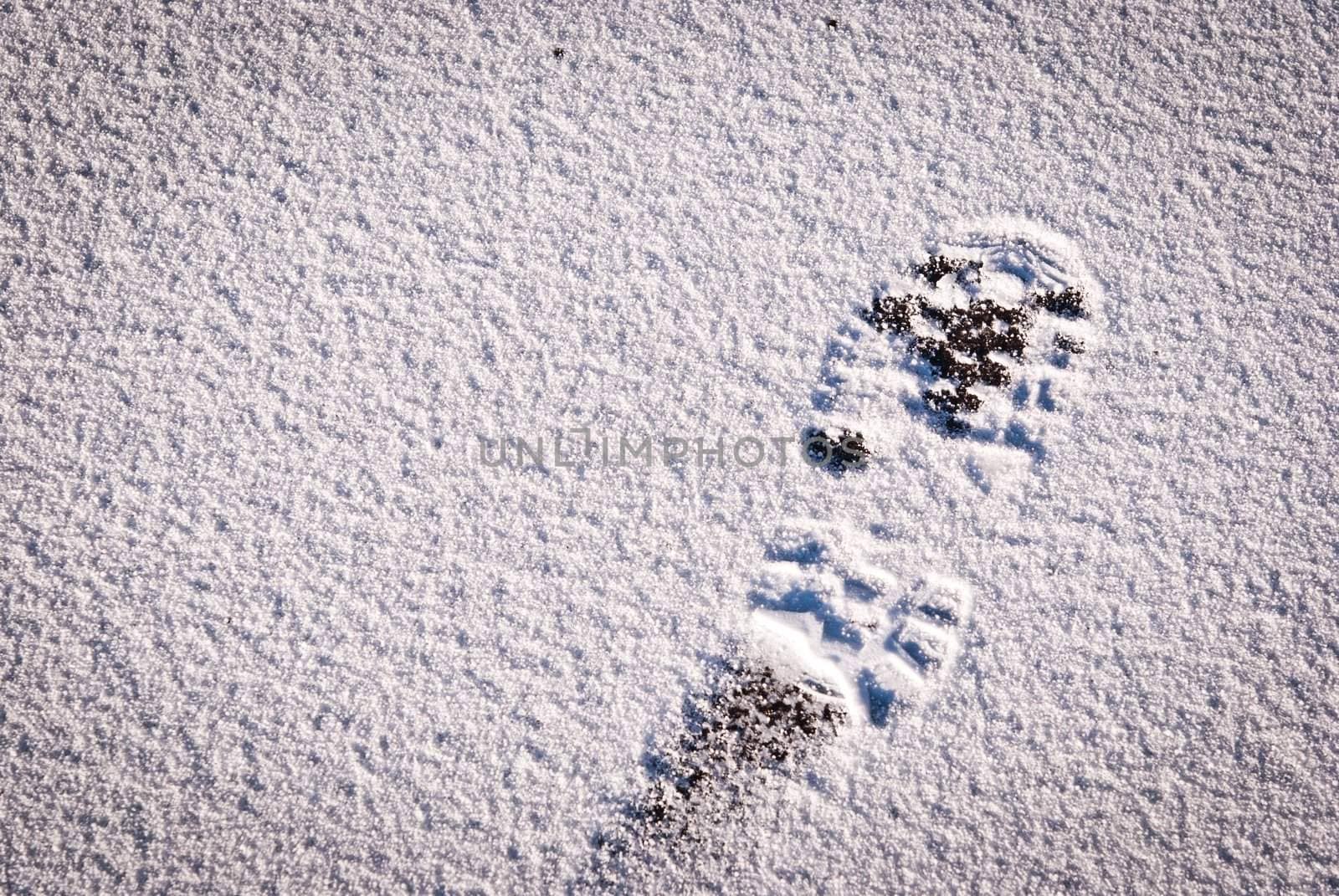 Snow foot print background taken on a winter morning with fresh snow
