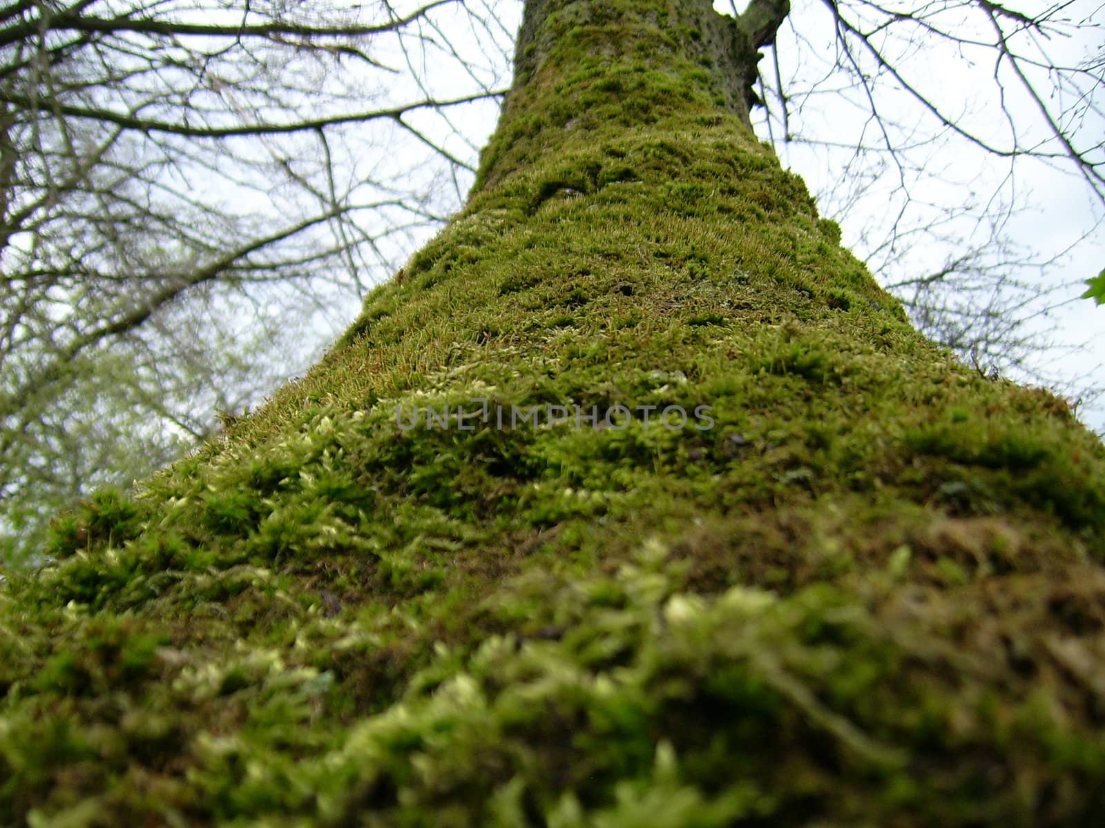 very old tree 700 year by Kyzmalex