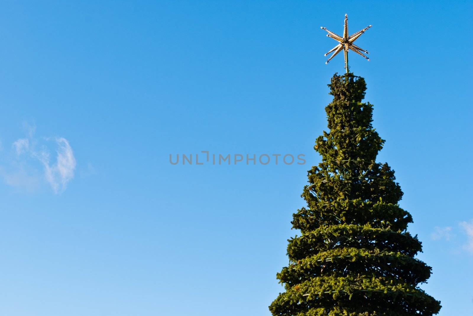 Green christmas tree on a sunny winter day with clear sky
