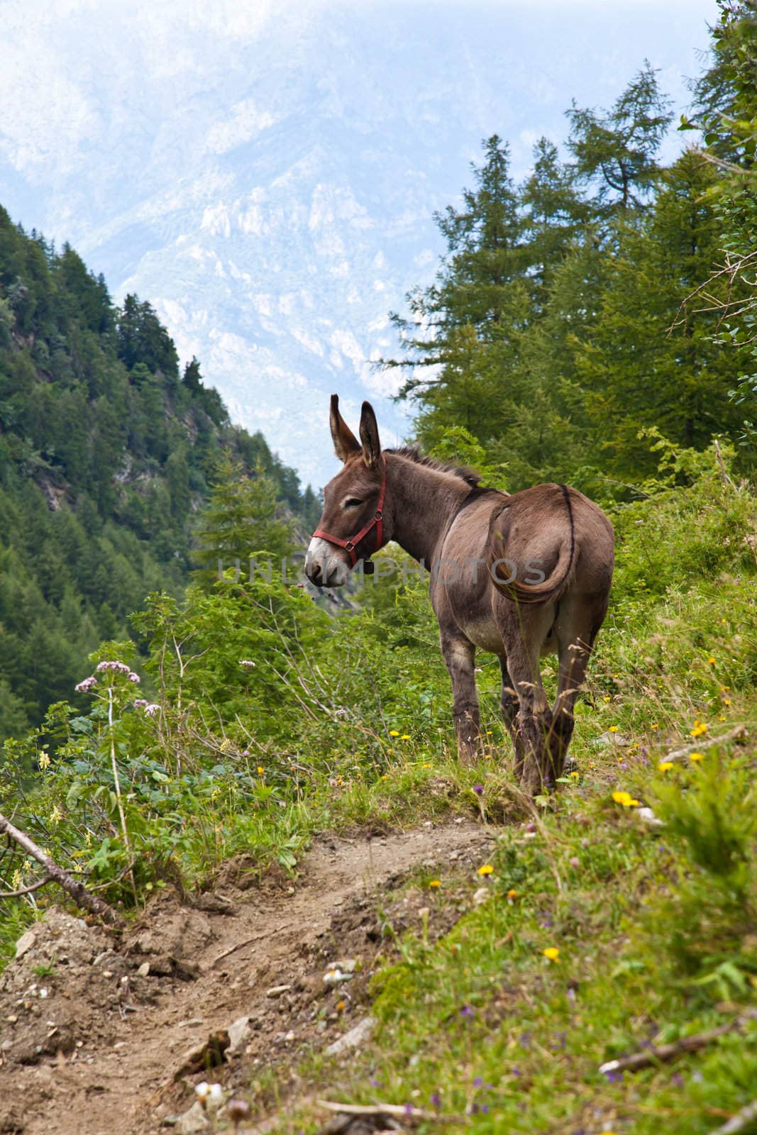 Orsiera Park, Piedmont Region, Italy: a donkey free in the park