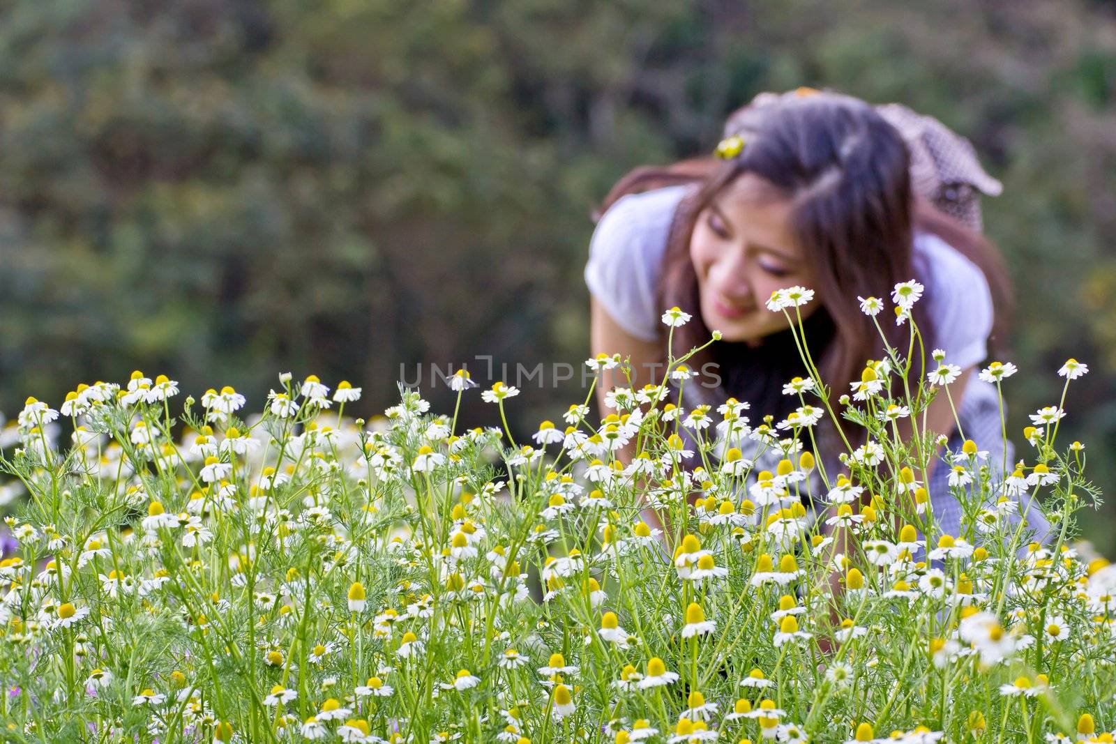 Chamomile flowers