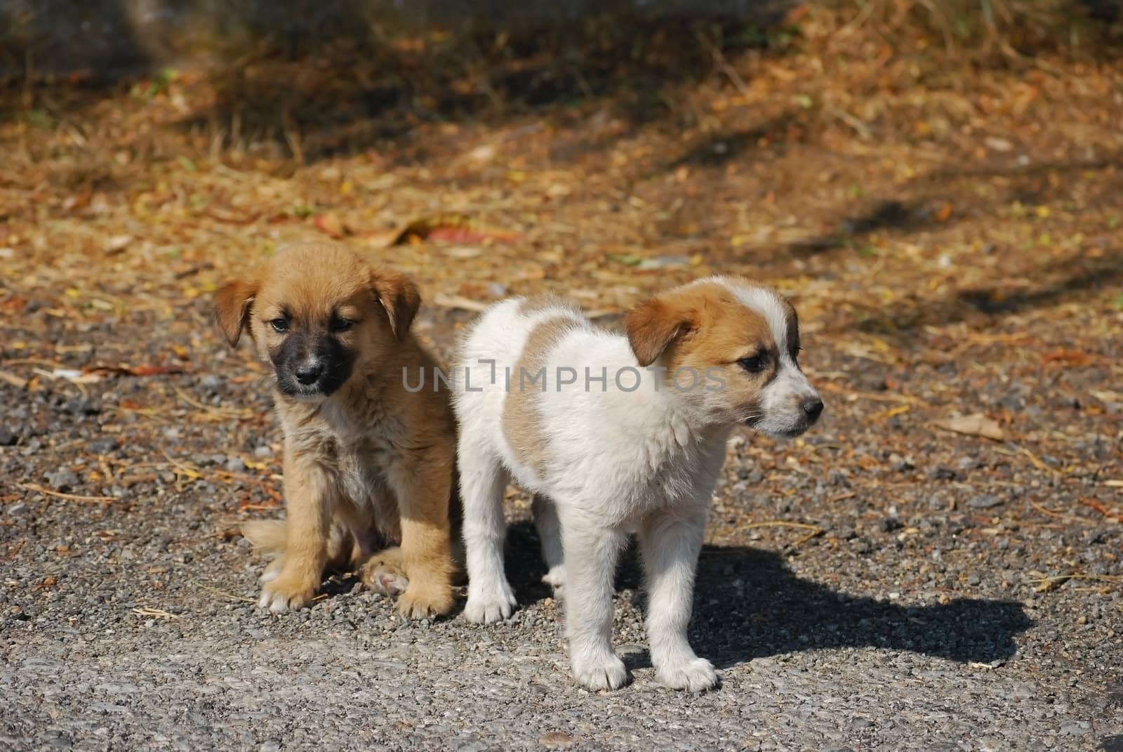 Two cute dog puppies by varbenov