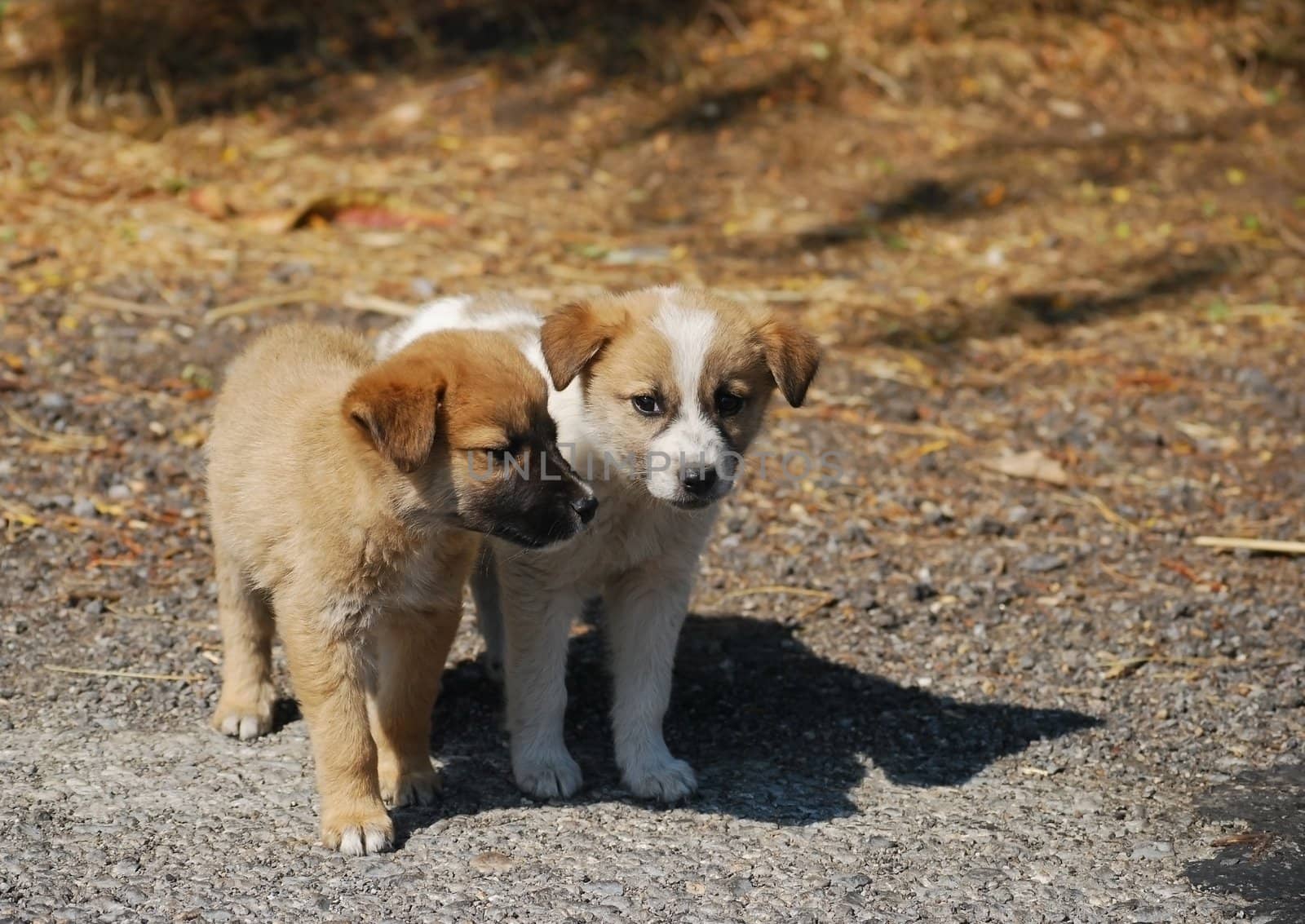 Two dog puppies by varbenov