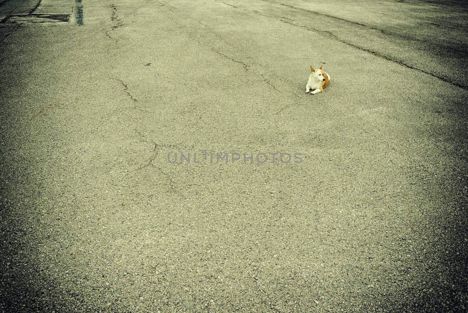 Little stray dog alone in the big world. Space for text.