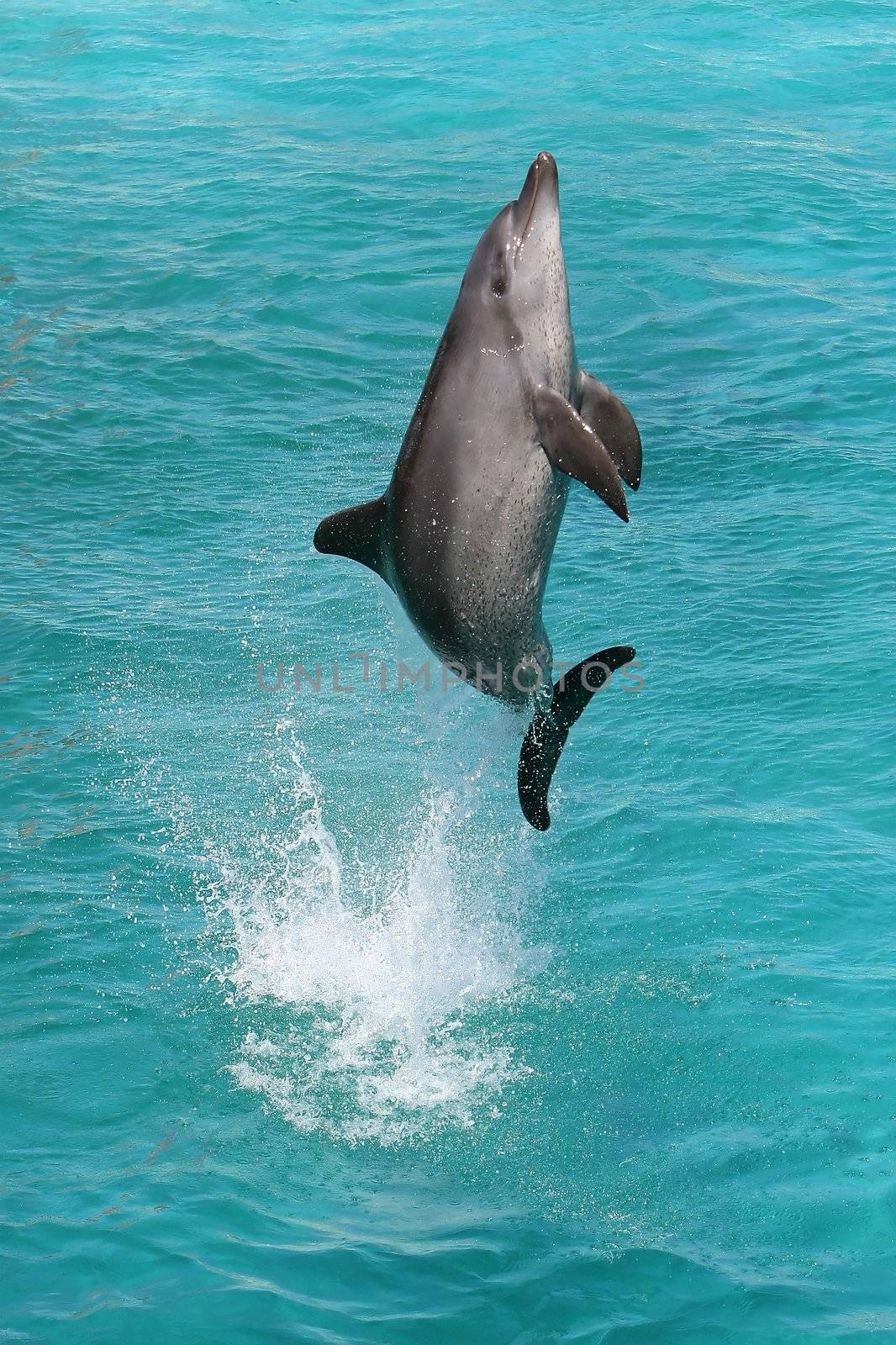 Dolphin Jump by fouroaks