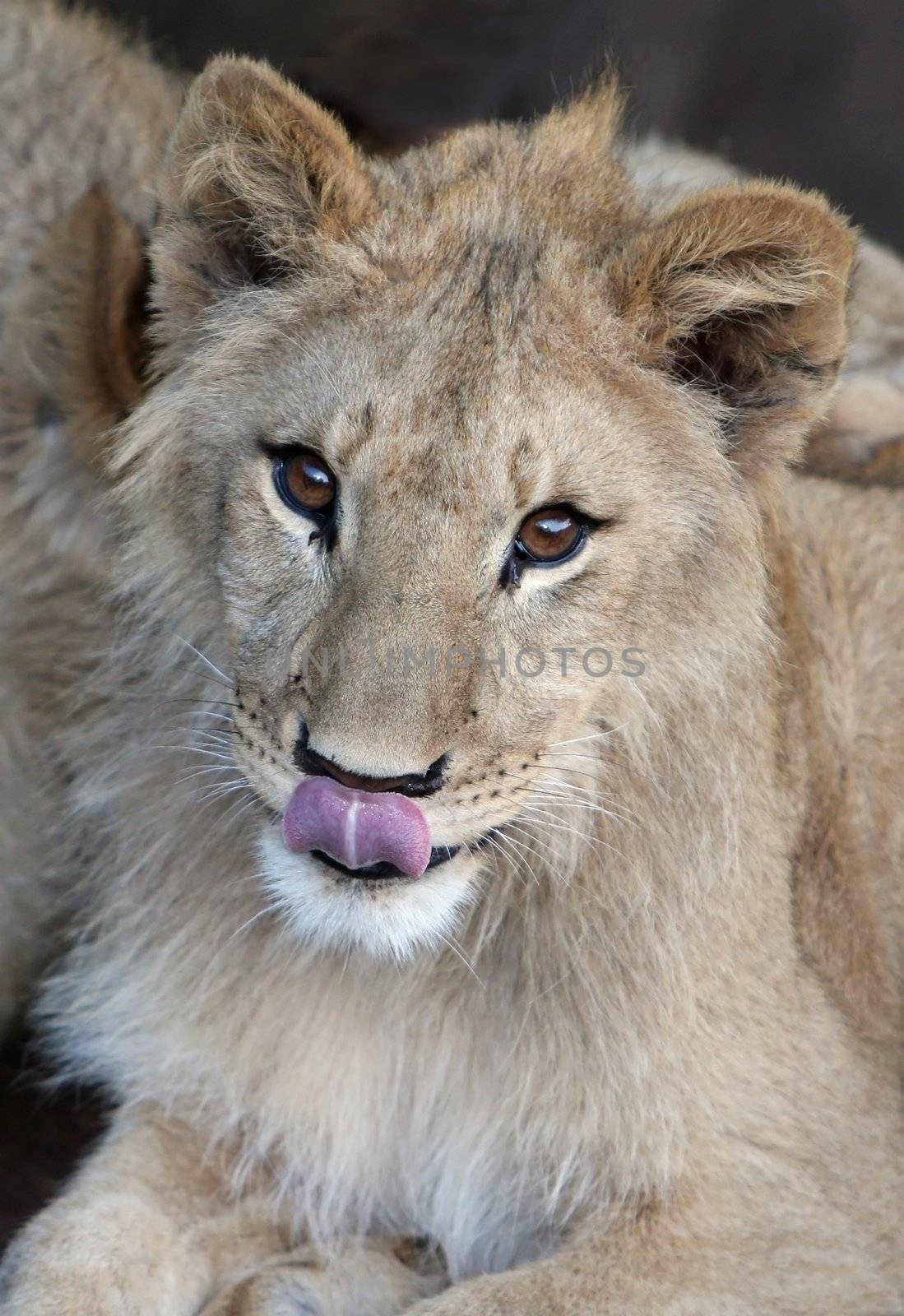 A cute young lion from Africa showing it's pink tongue