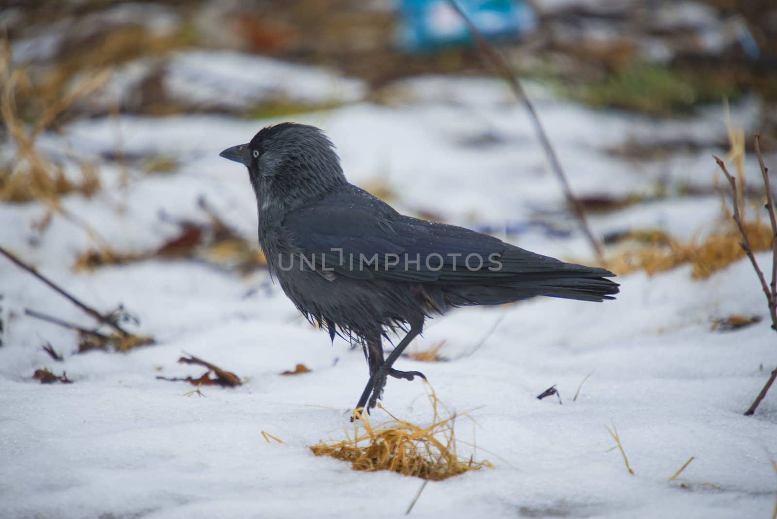 there is a teeming bird life at the tista river in Halden, the picture is shot one day in february 2013 and shows a jackdaw looking for food