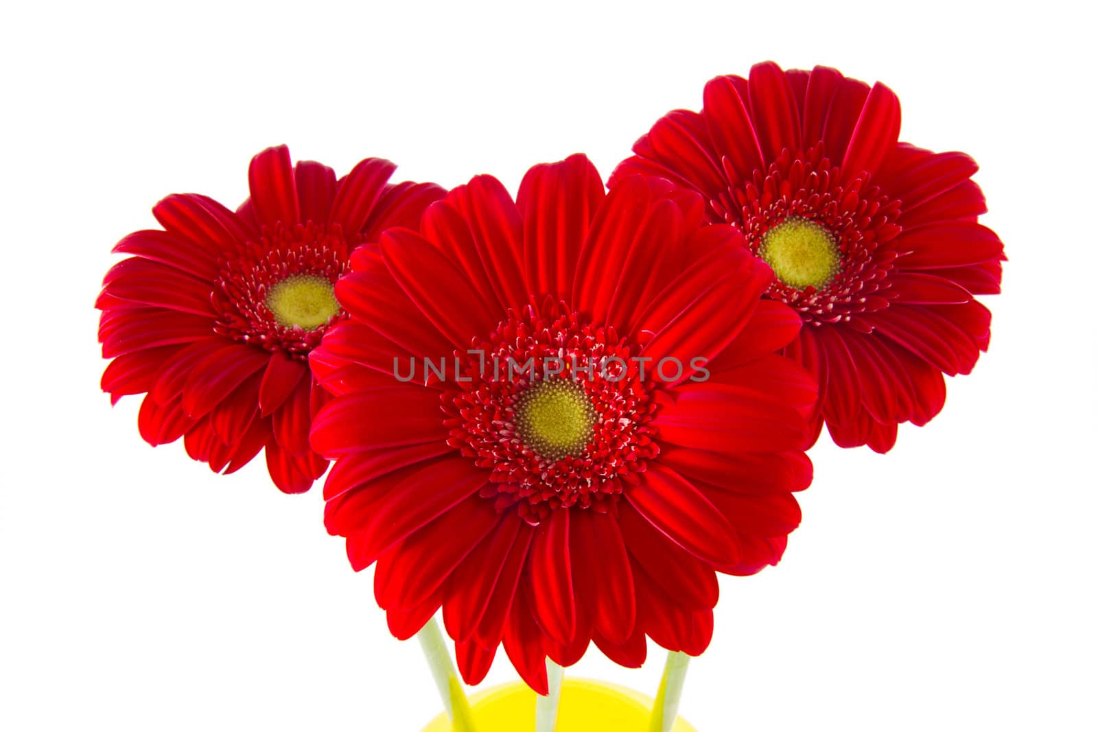 three red gerbera flower on a light background