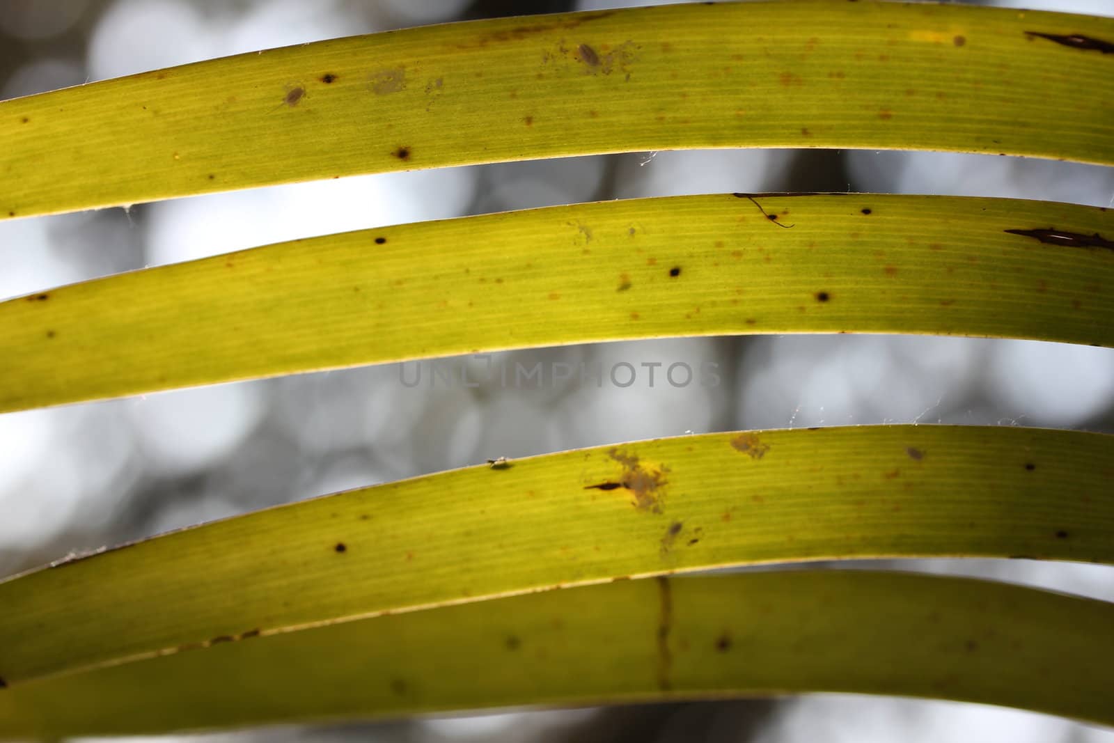 plant lines