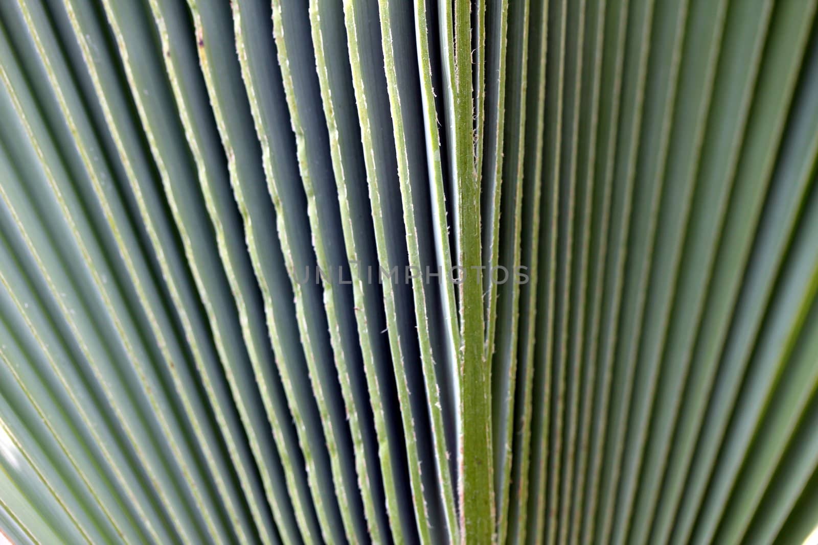 plant lines
