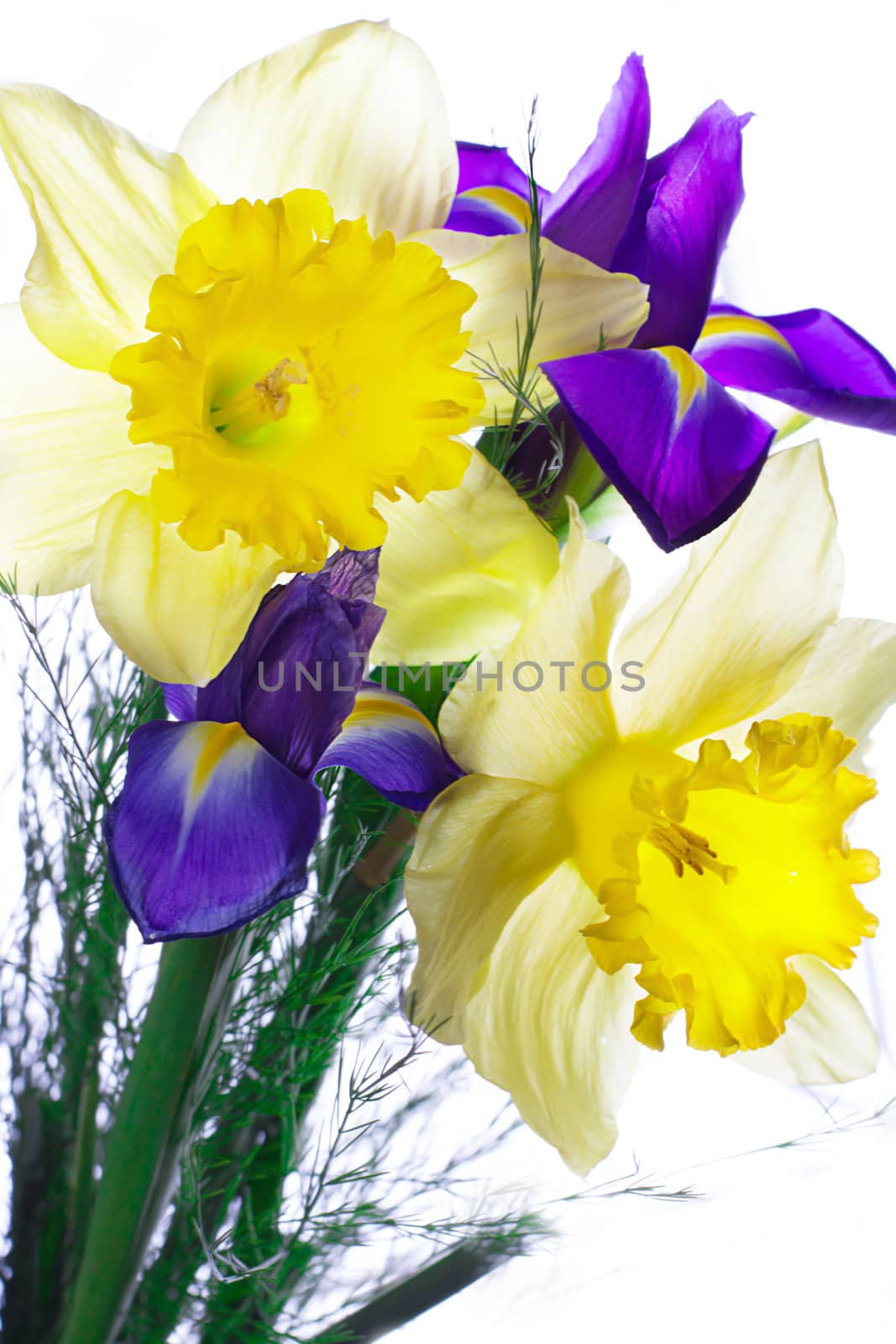 Bouquet of narcissus and iris by Angel_a