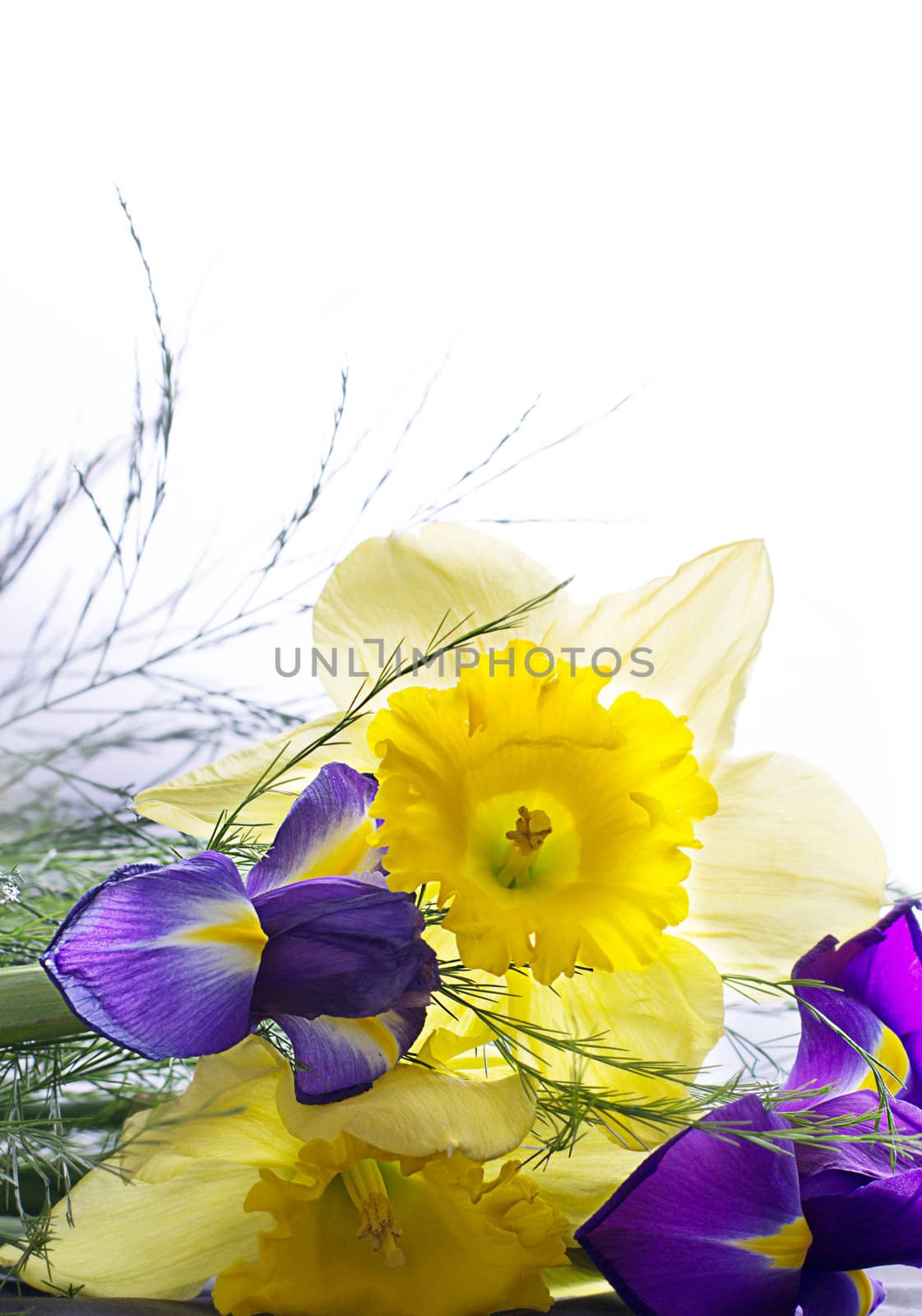Narcissus with green foliage and a violet iris flower isolated against white