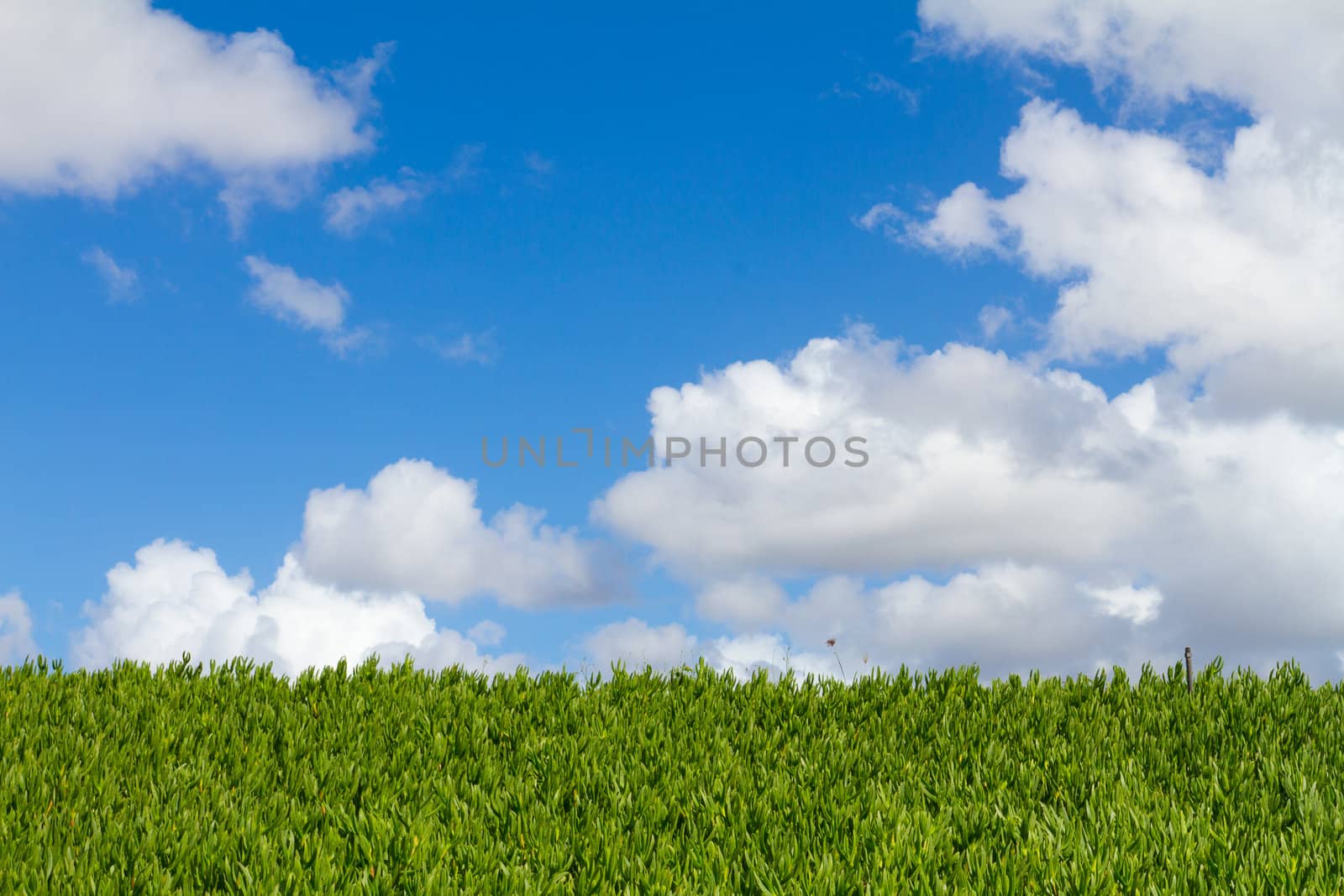 This unique abstract image shows a hedge of tropical vegetation plants and some blue sky along with clouds. This is a great image for copyspace and design purposes.
