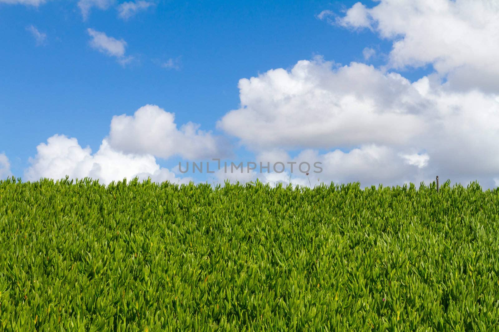 This unique abstract image shows a hedge of tropical vegetation plants and some blue sky along with clouds. This is a great image for copyspace and design purposes.