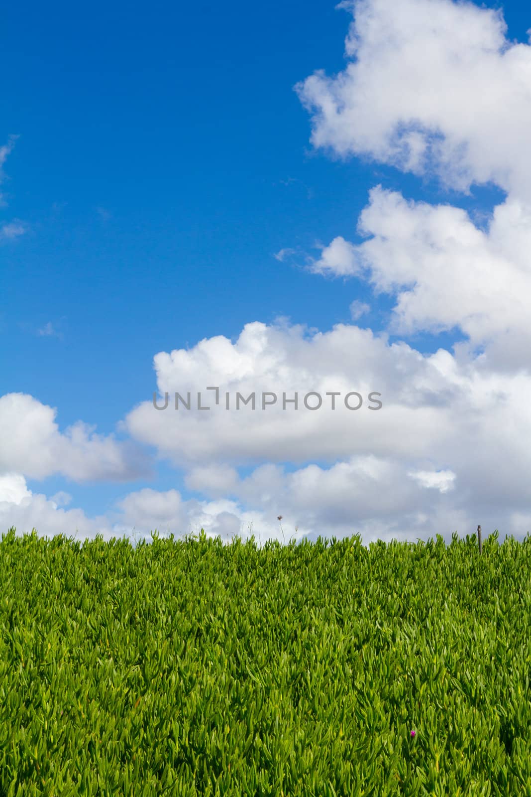 Plant Hedge Sky and Clouds by joshuaraineyphotography
