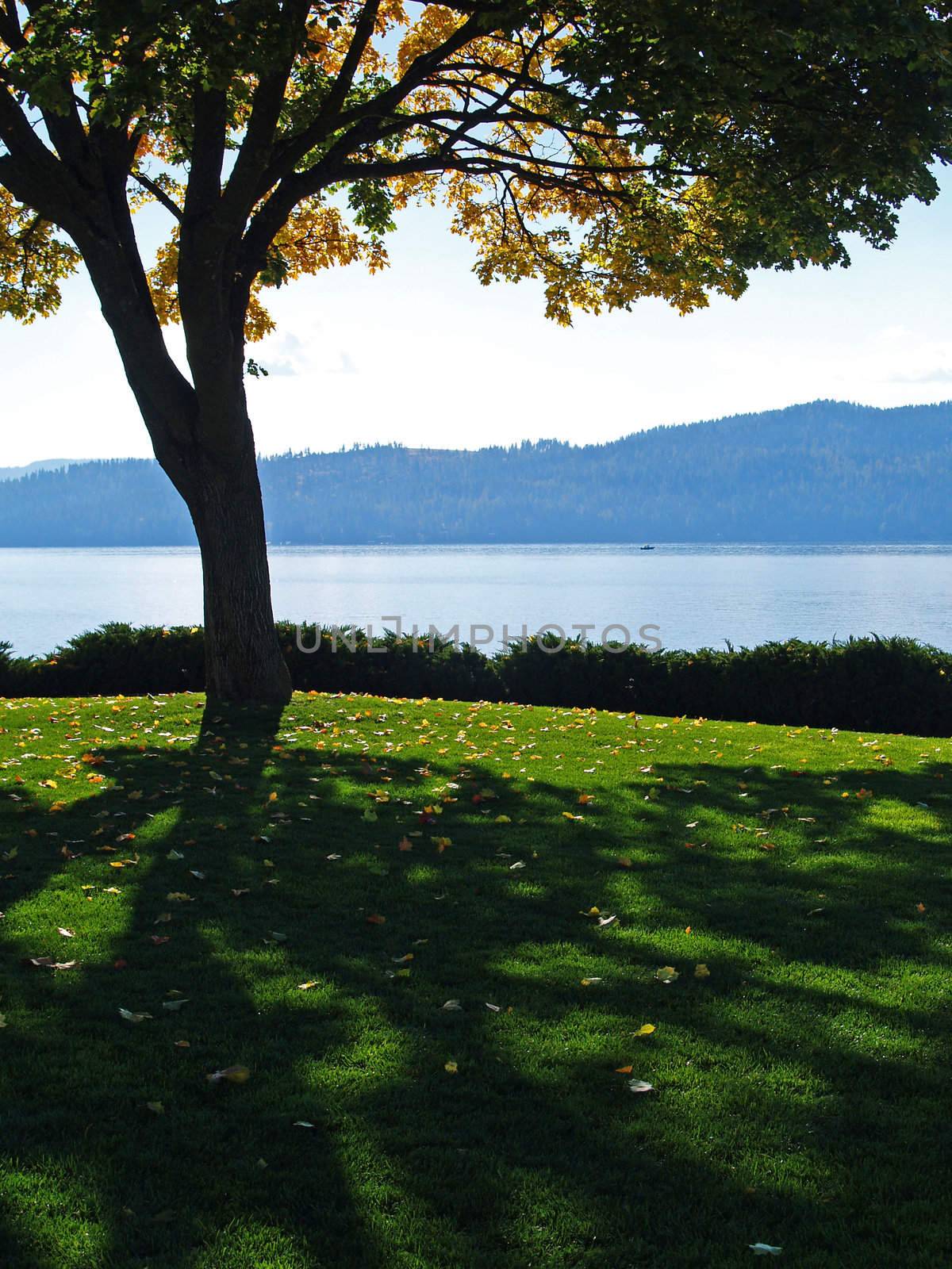 Grassy Park with a Tree Silhouette and Mountain Lake in Background Coeur d'Alene Idaho USA