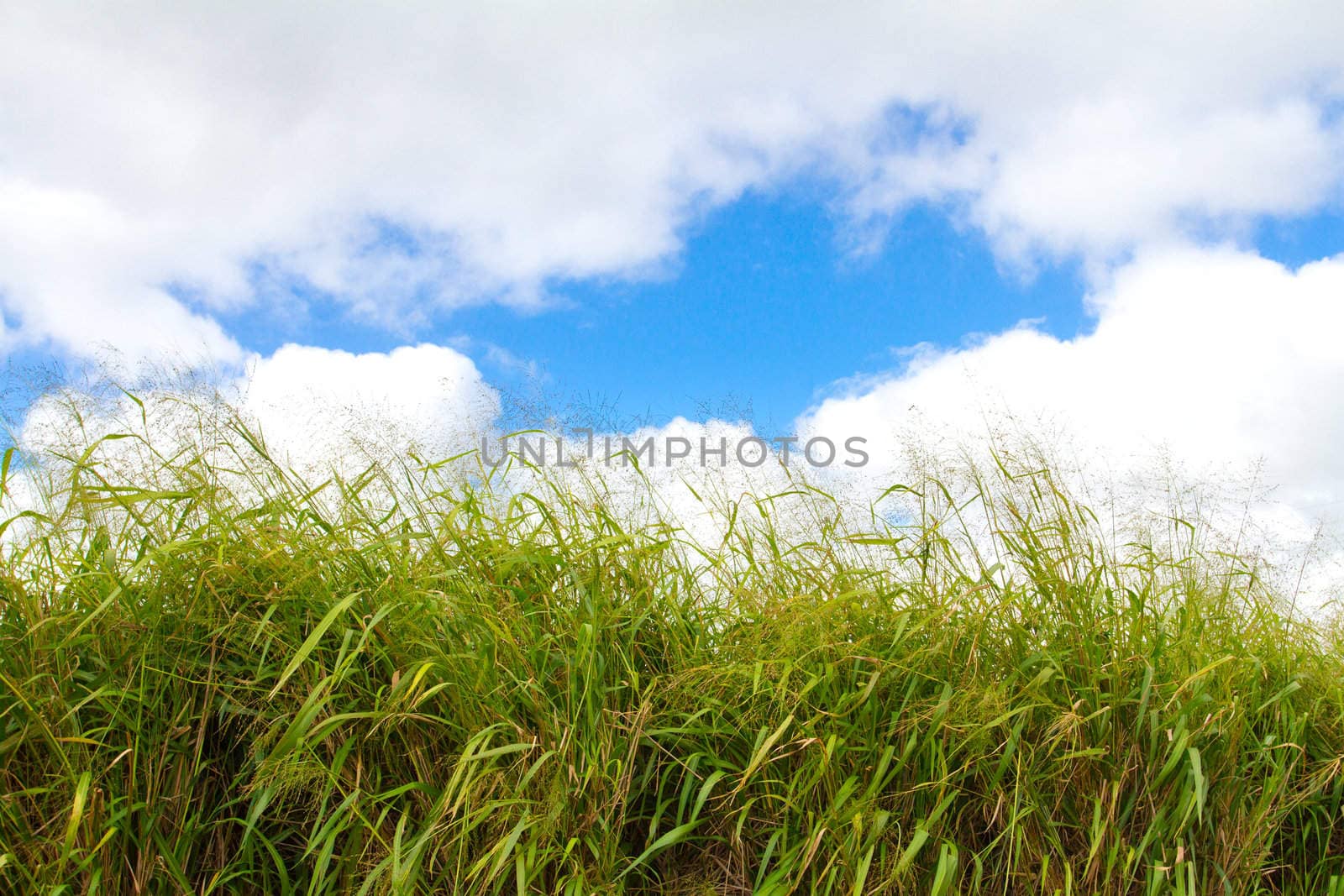 This tropical green grass on the island of Oahu Hawaii is photographed against a bright blue sky with some puffy white clouds.