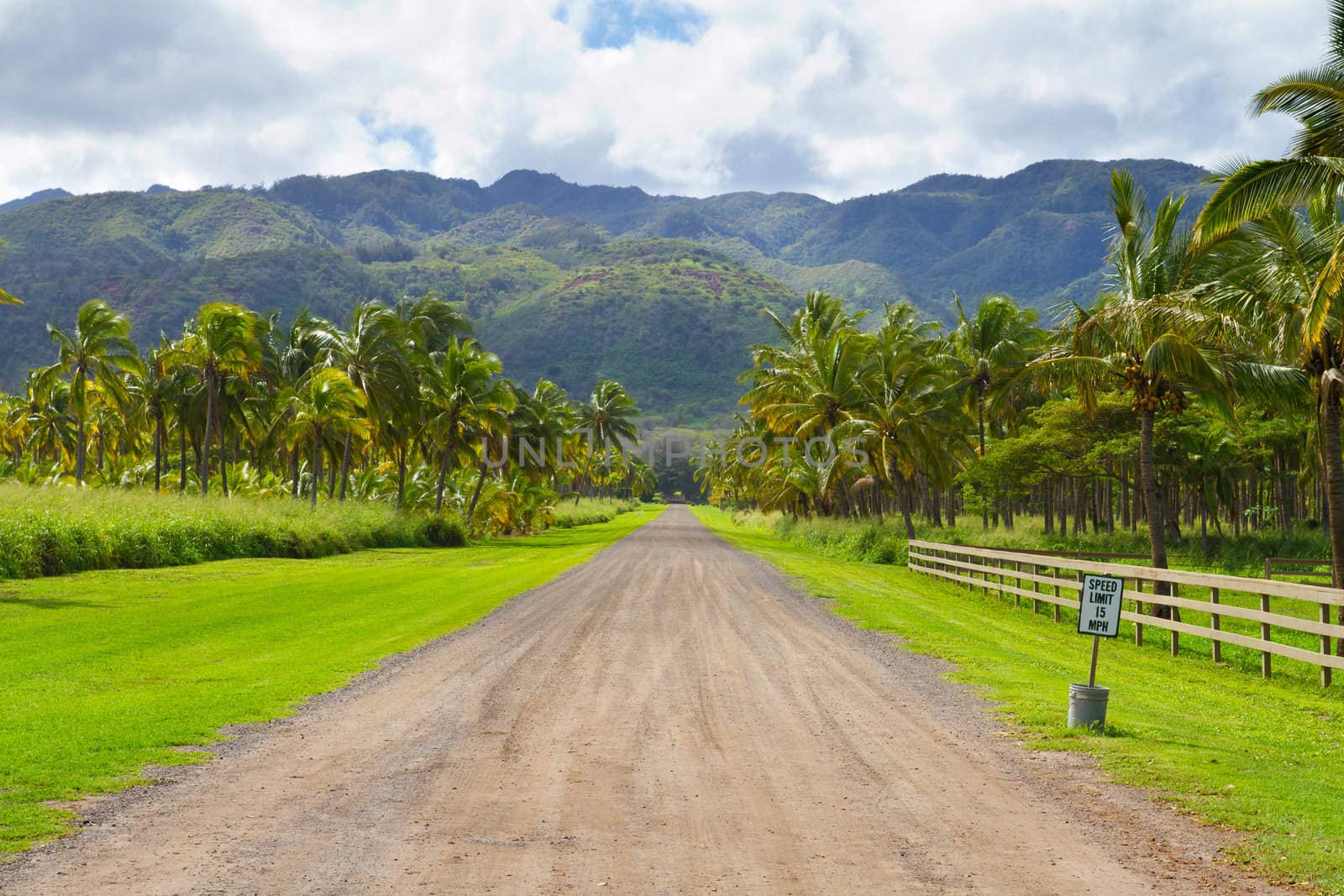 This farm grove of trees is a farming operation where coconuts are grown and harvested in Hawaii along the north shore of Oahu.