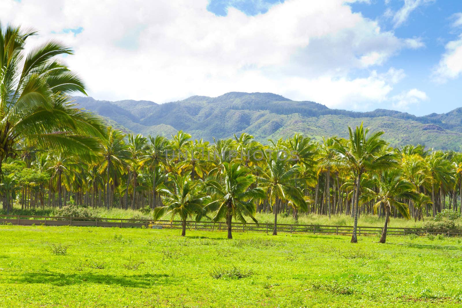 This farm grove of trees is a farming operation where coconuts are grown and harvested in Hawaii along the north shore of Oahu.