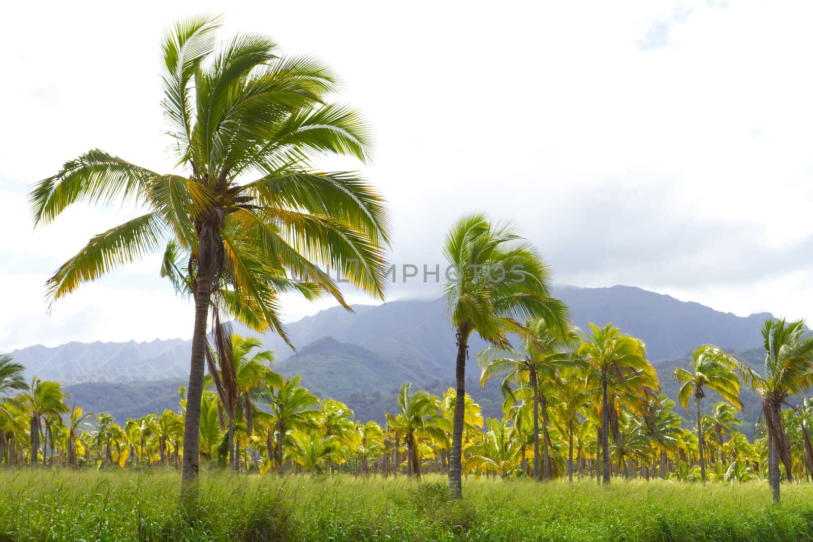 Hawaii Palm Tree Coconut Farm by joshuaraineyphotography