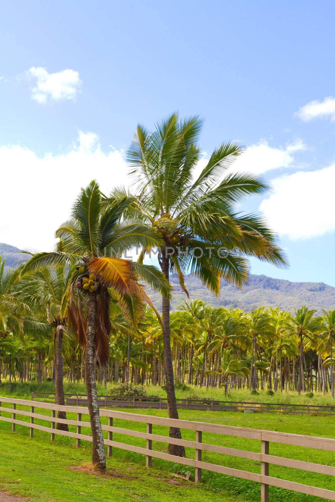 Hawaii Palm Tree Coconut Farm by joshuaraineyphotography