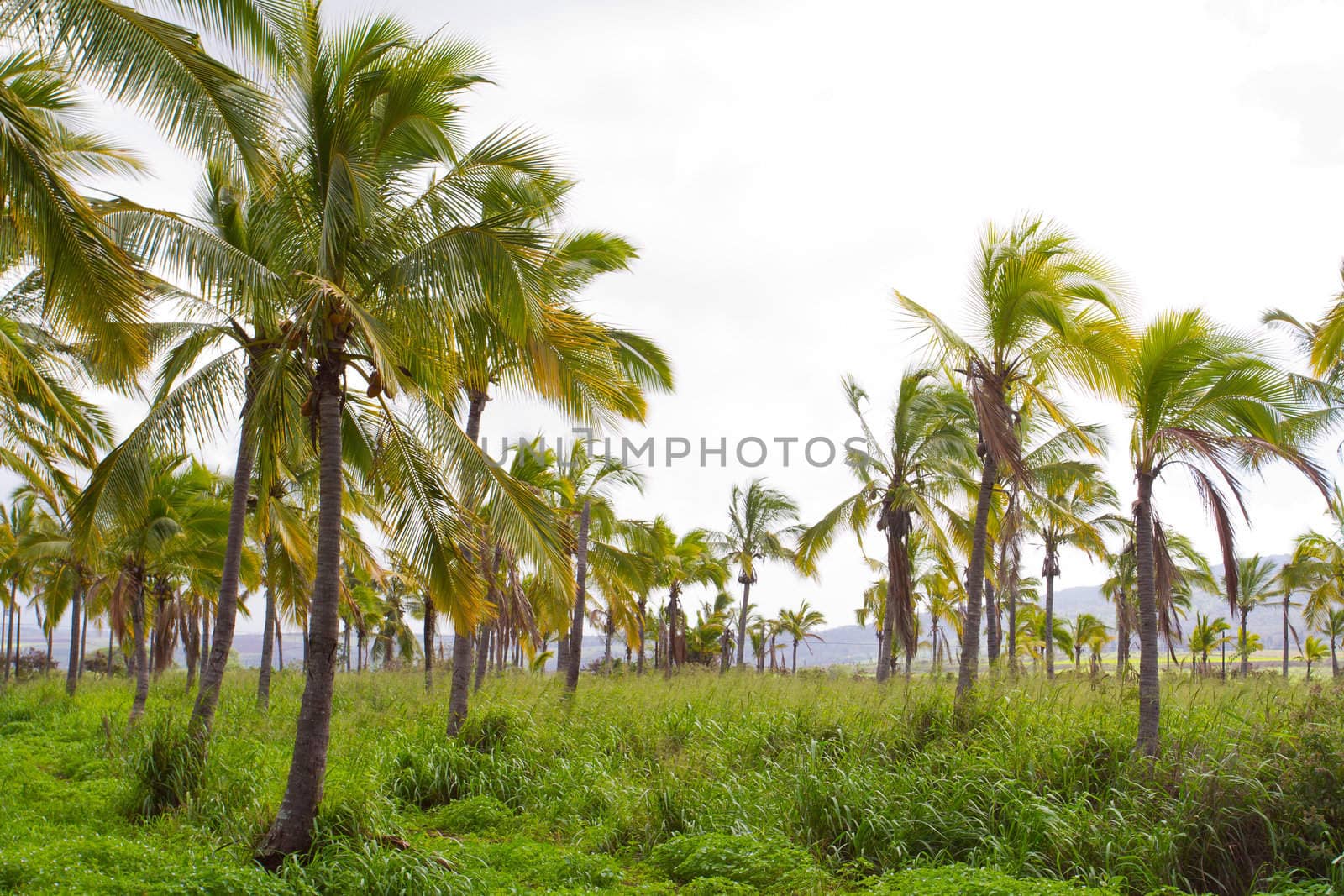 Hawaii Palm Tree Coconut Farm by joshuaraineyphotography