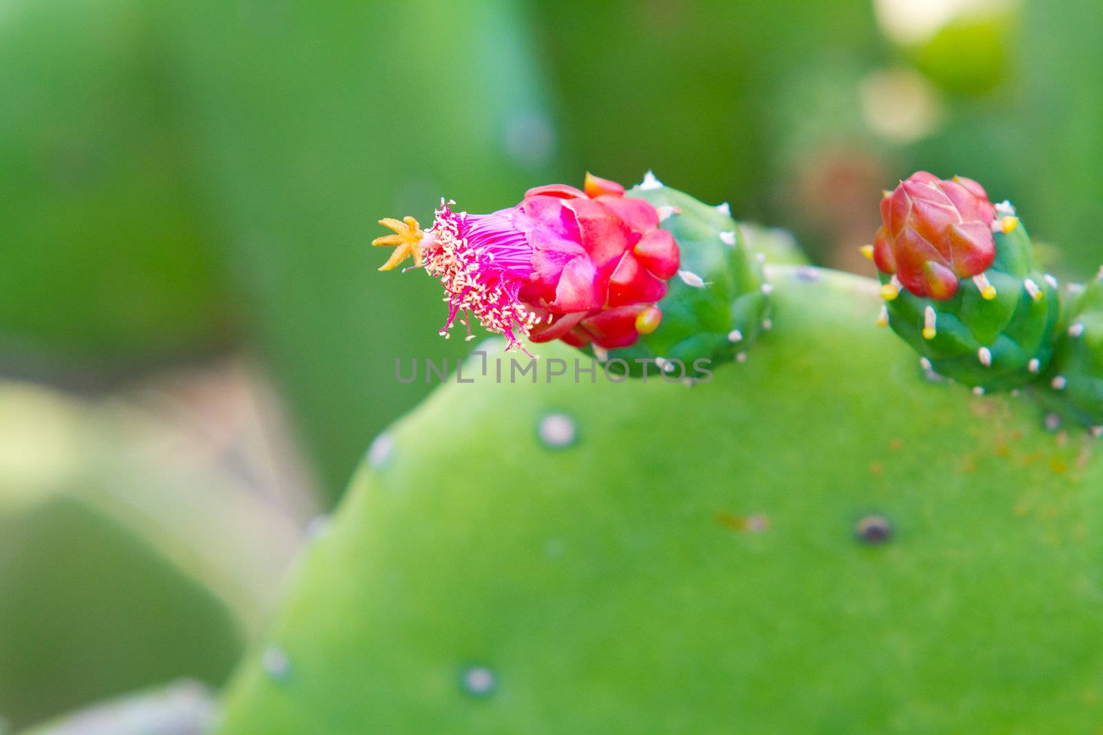 Beautiful pink and red blossoms of flowers on this cactus in the tropical location of Hawaii.