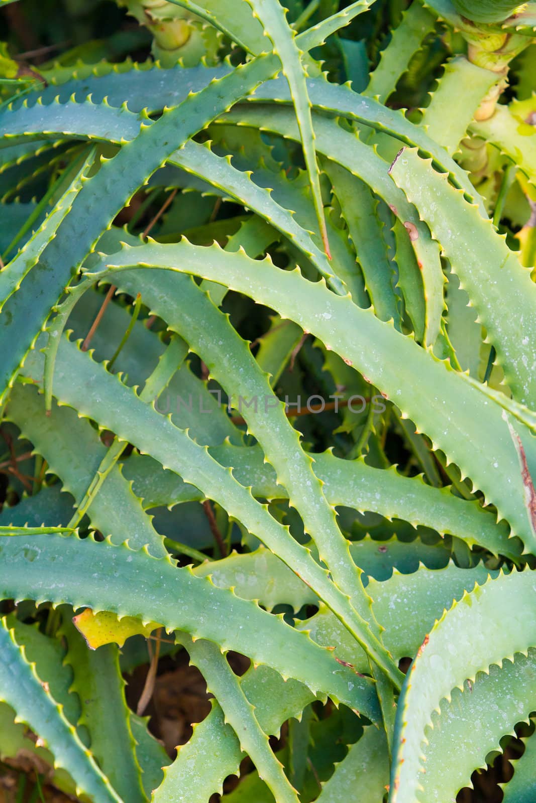 A spiked cactus plant looks formidable on the island of Hawaii. The plant is green and has thorns and the image is a nature detail abstract background.